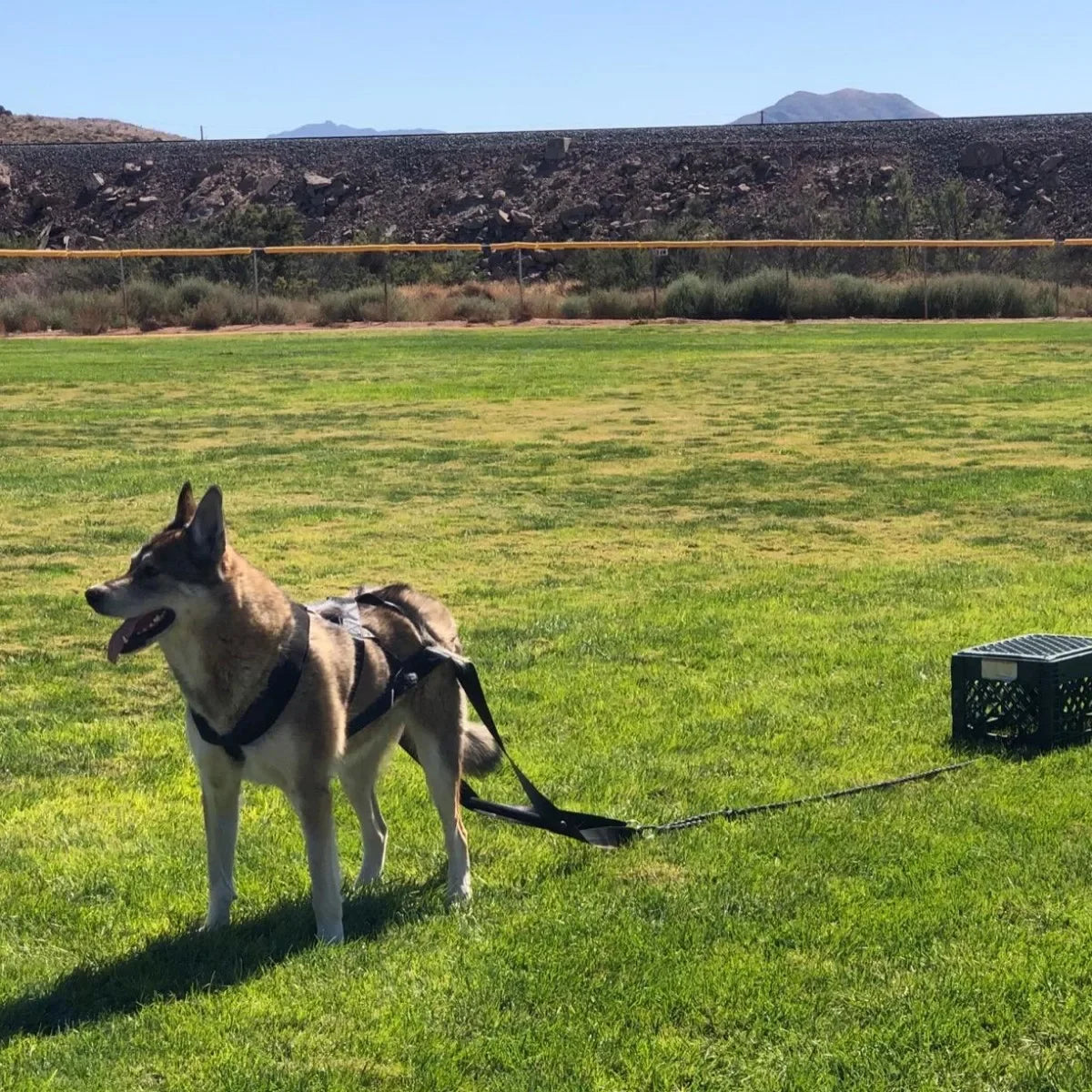 Dog Pull Training Leash Sled Safety Belt for Dog Sled Enthusiasts